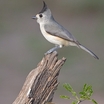 Black-crested Titmouse